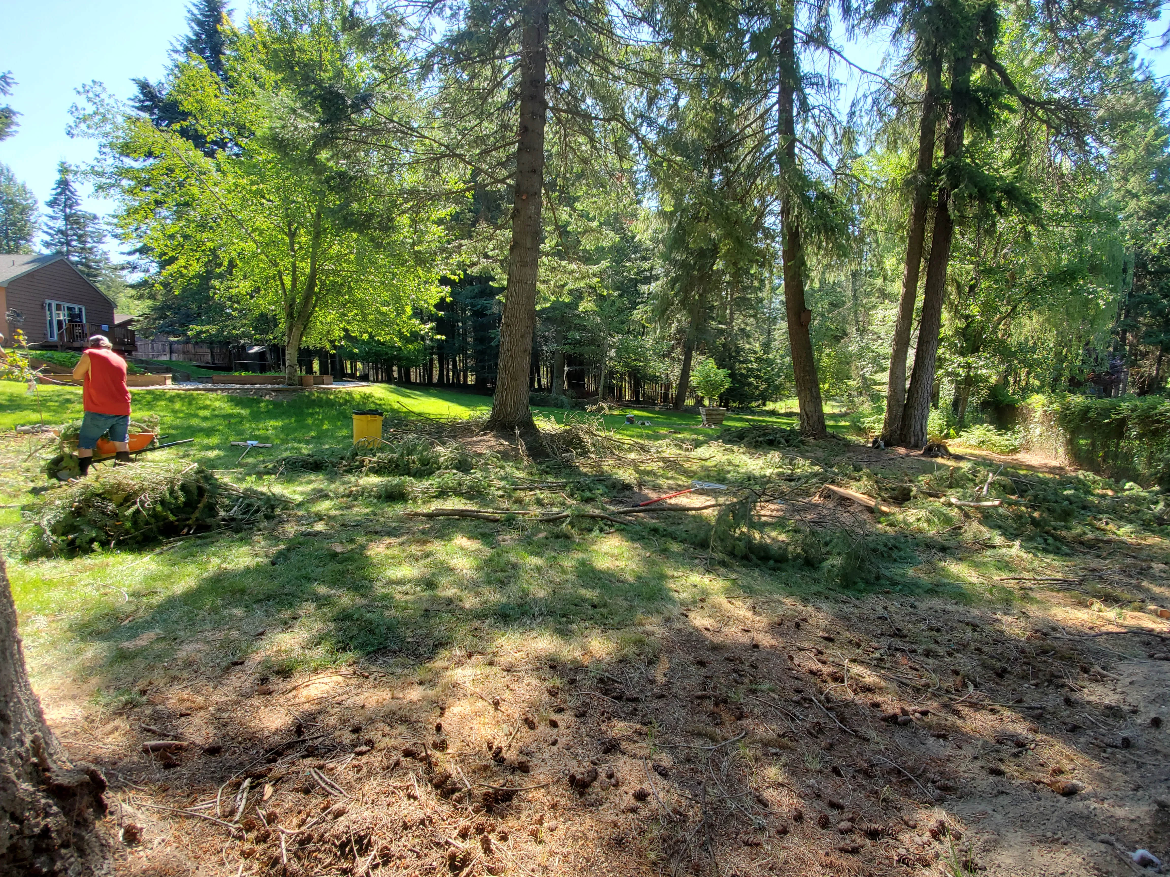 Wooded yard with cleared debris, mature trees, and worker in red shirt managing removal