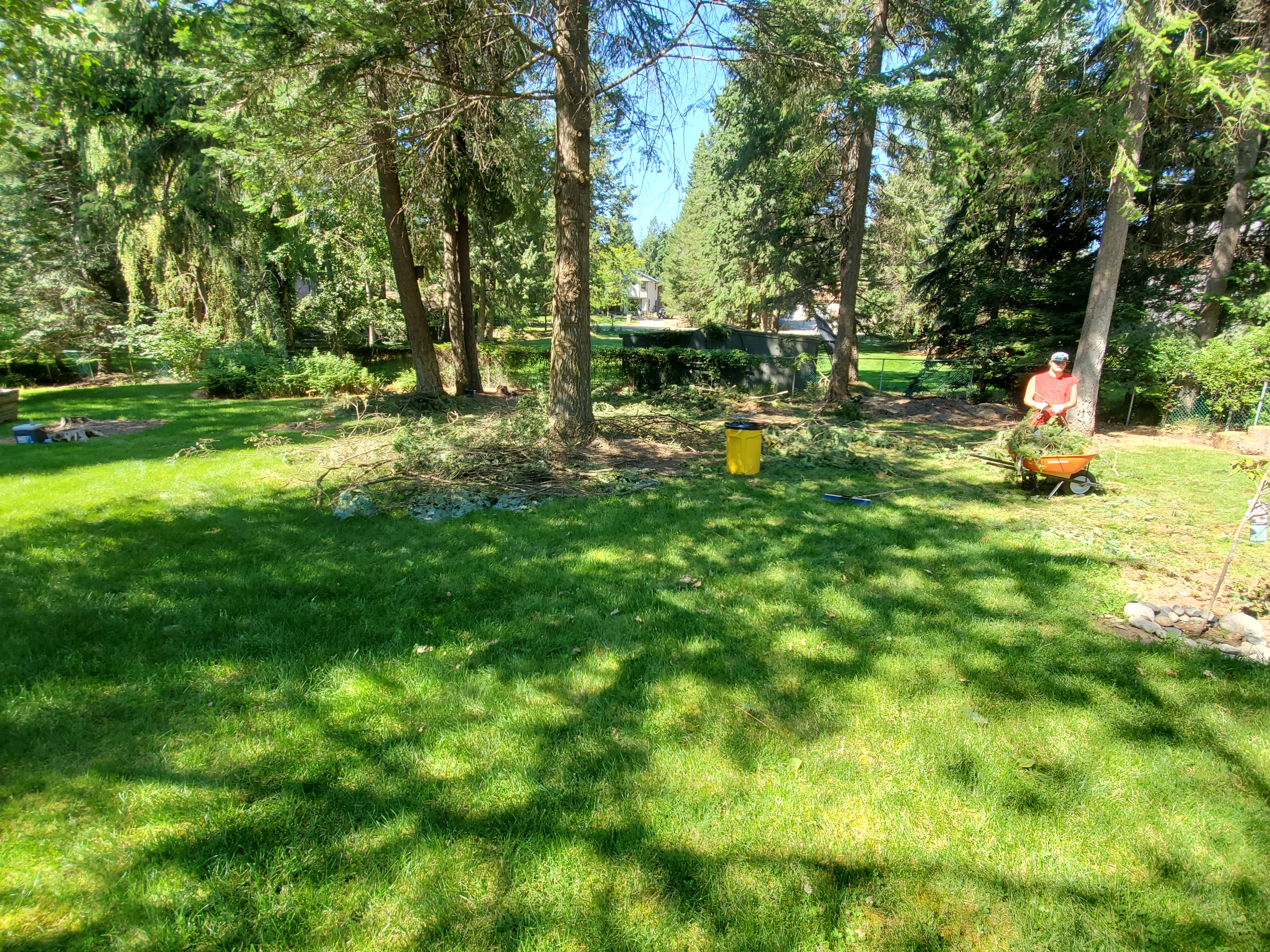 Wooded yard with tall evergreen trees, cleared lawn area, and worker with wheelbarrow during cleanup
