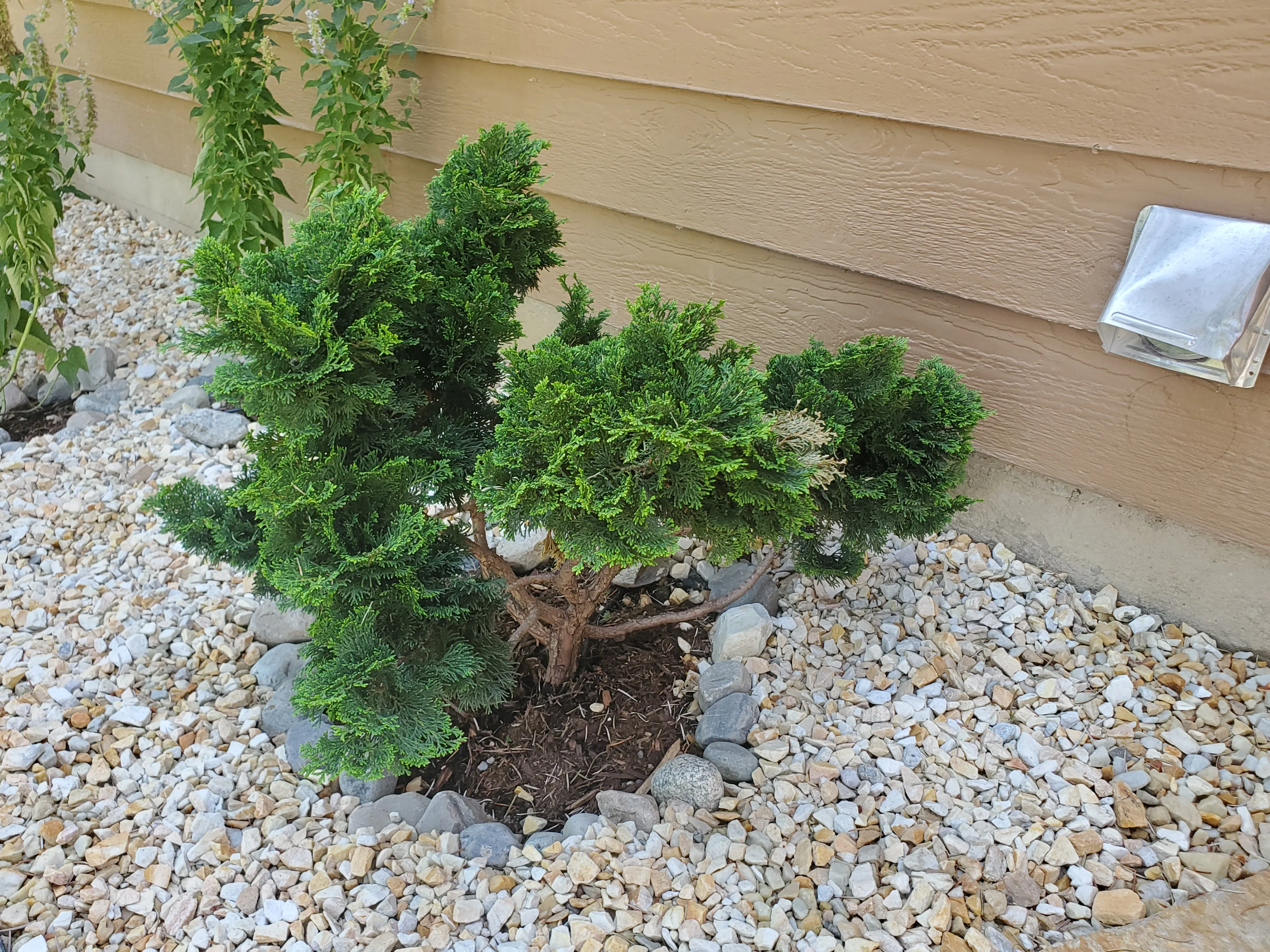 Green evergreen shrub in decorative rock bed against tan house siding