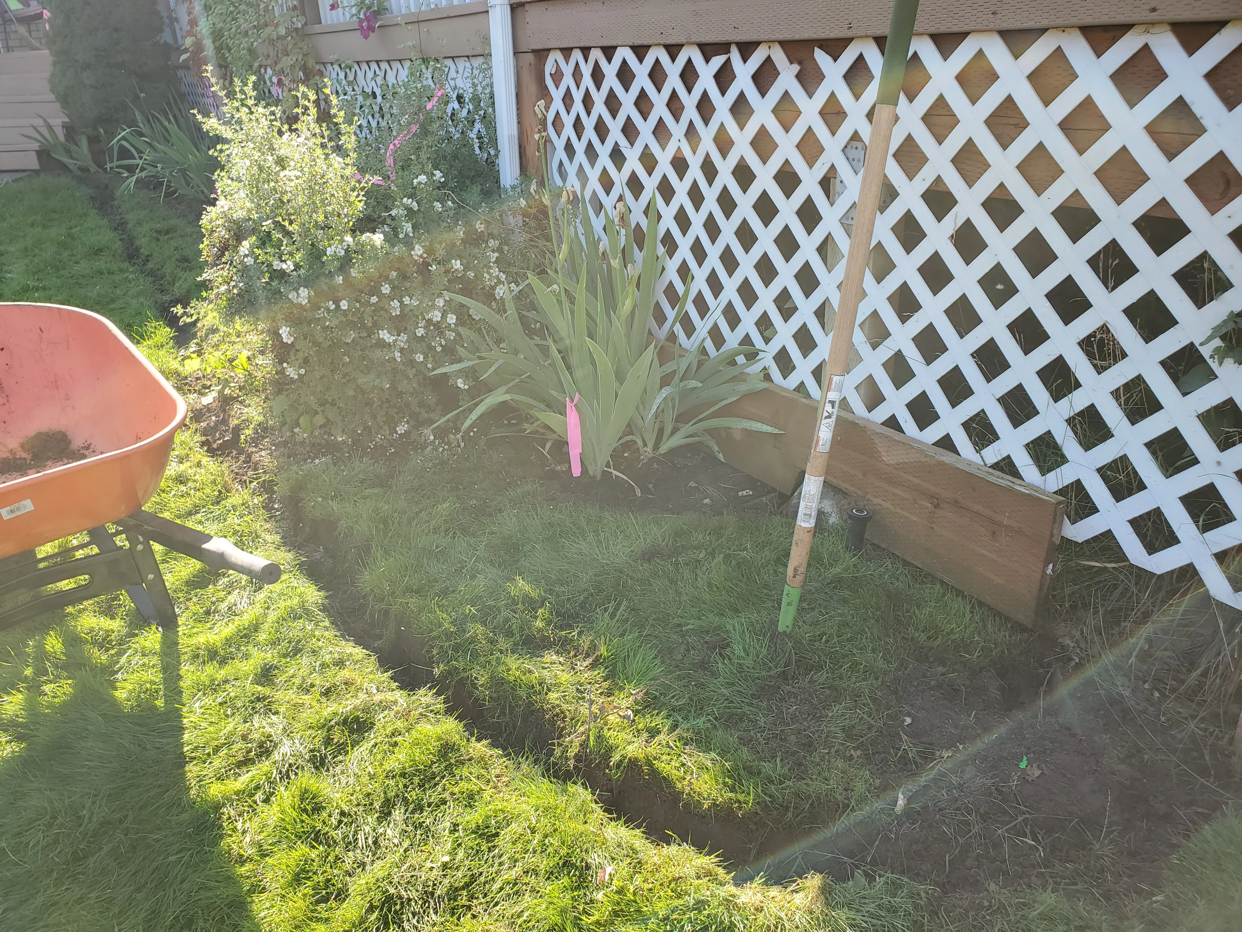 Cleared garden bed with white lattice fence, yucca plant, and flowering perennials