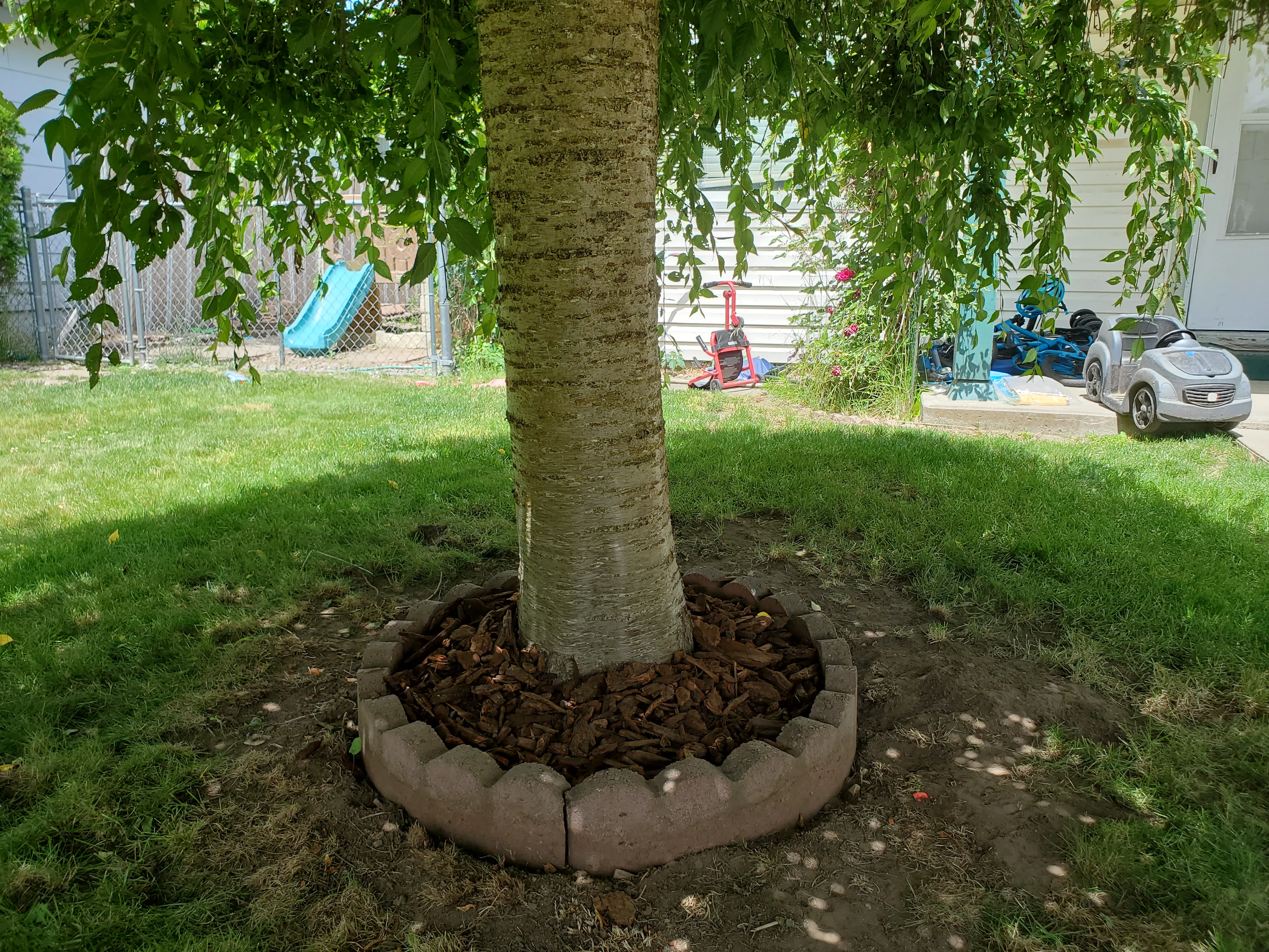 Concrete tree ring with dark mulch around birch tree in residential yard