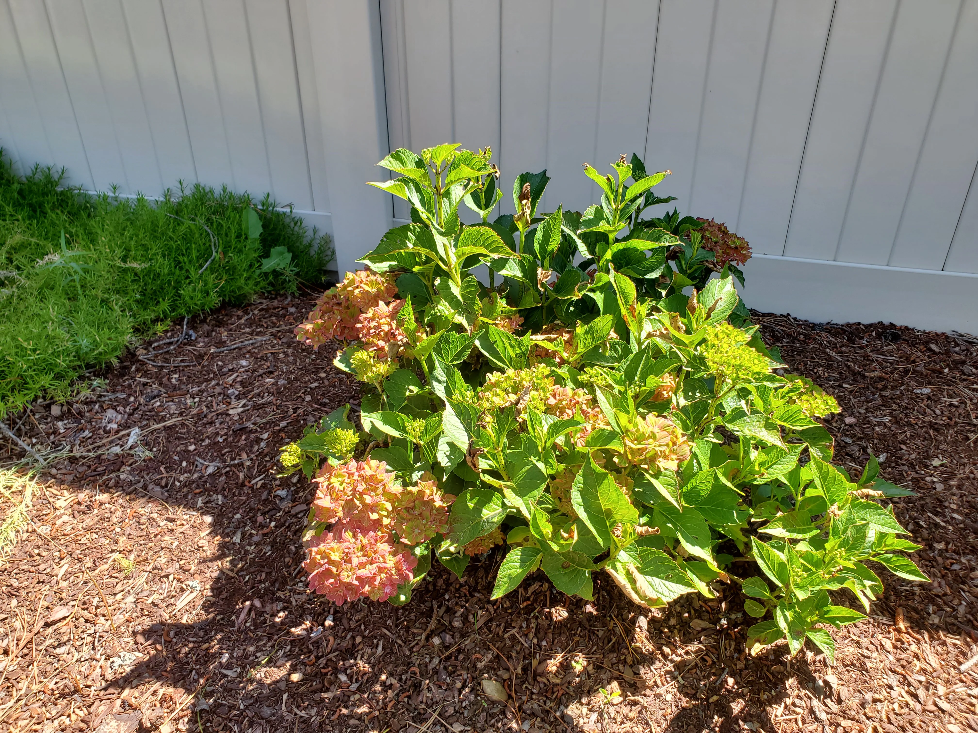 Raised garden bed with blooming hydrangeas and green foliage surrounded by dark mulch