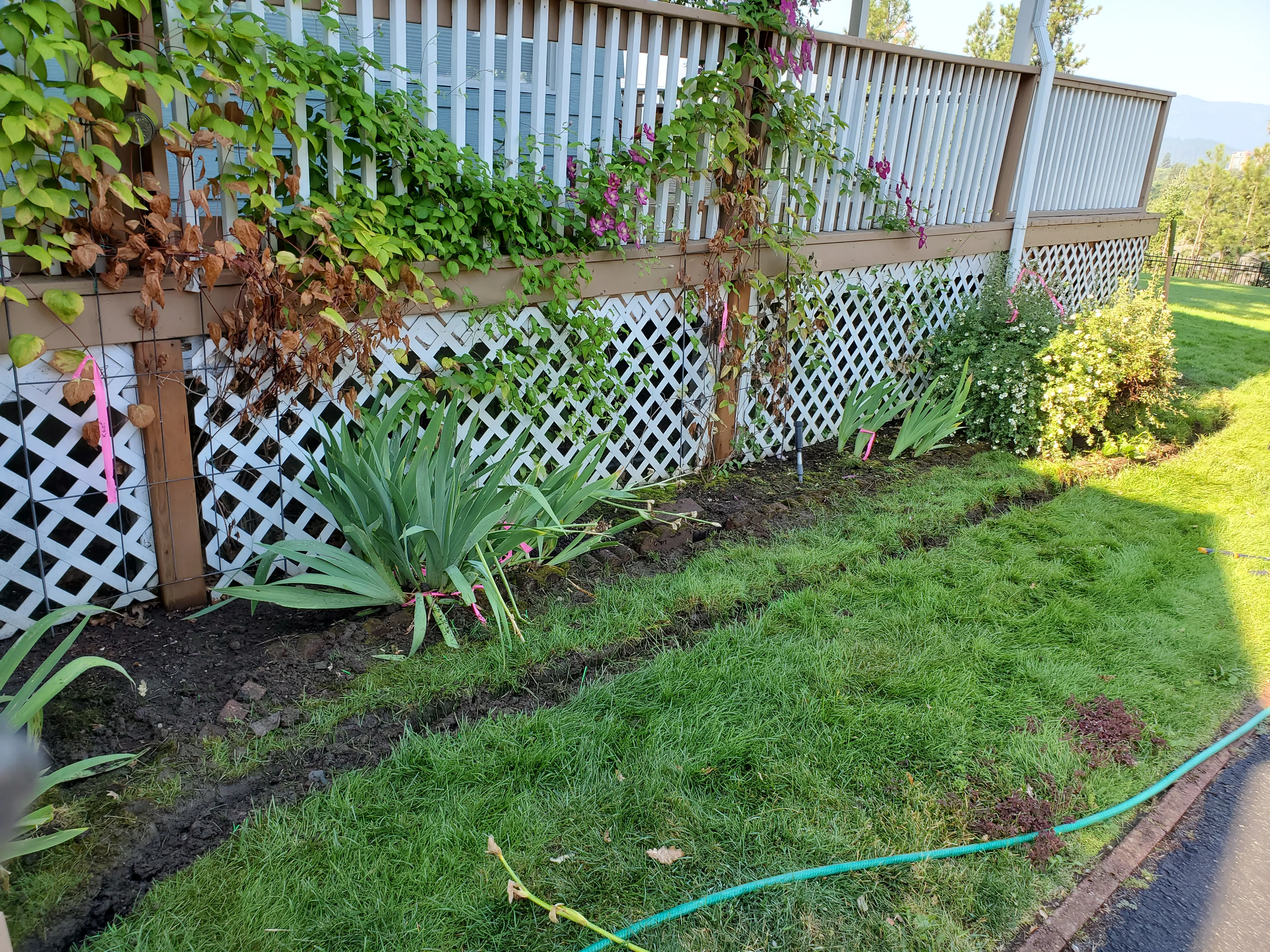 Newly planted landscape bed with lattice fence, ornamental grasses, and mulch along residential property