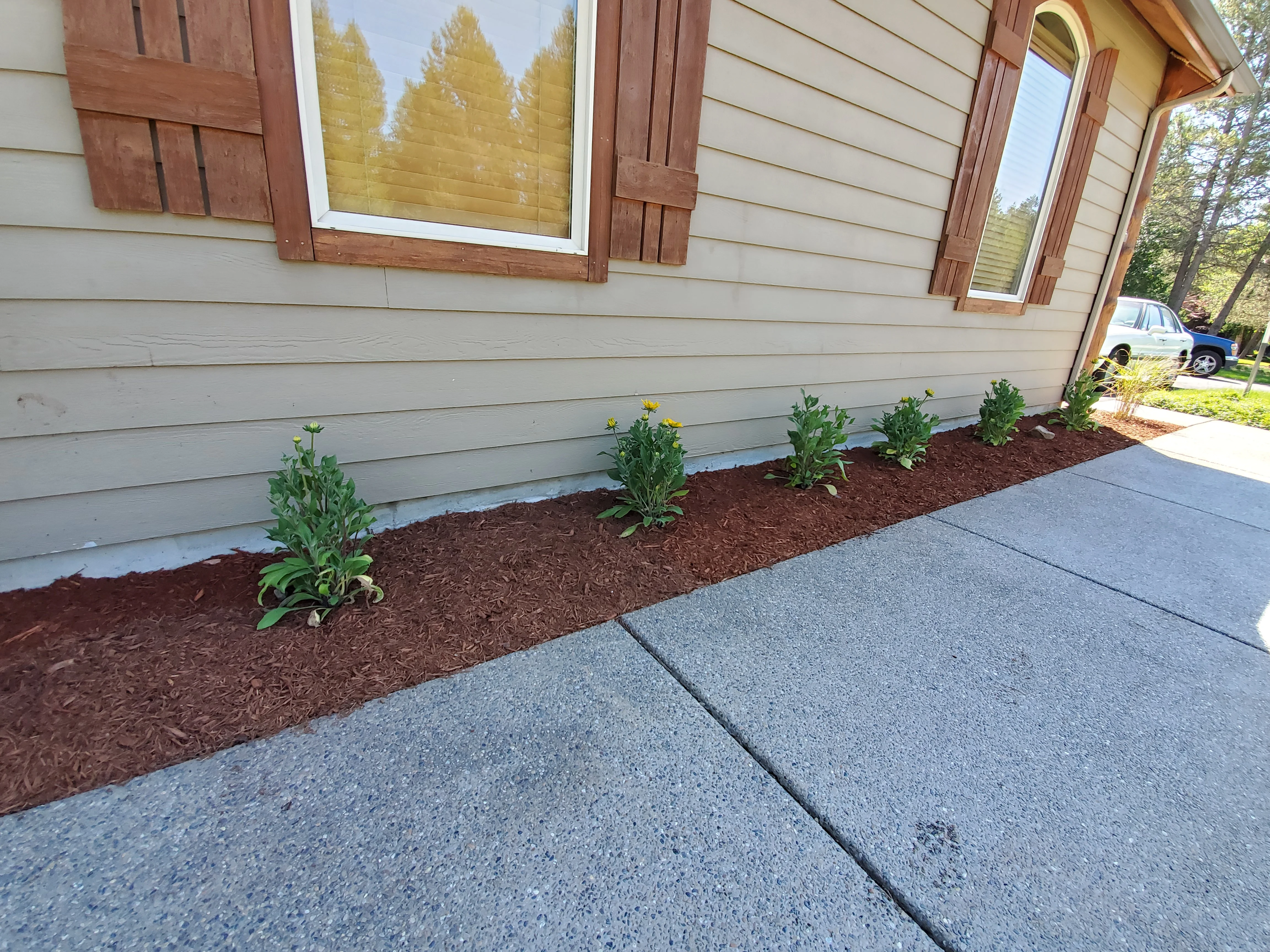Foundation planting bed with yellow flowers and dark mulch along house exterior in Coeur d'Alene