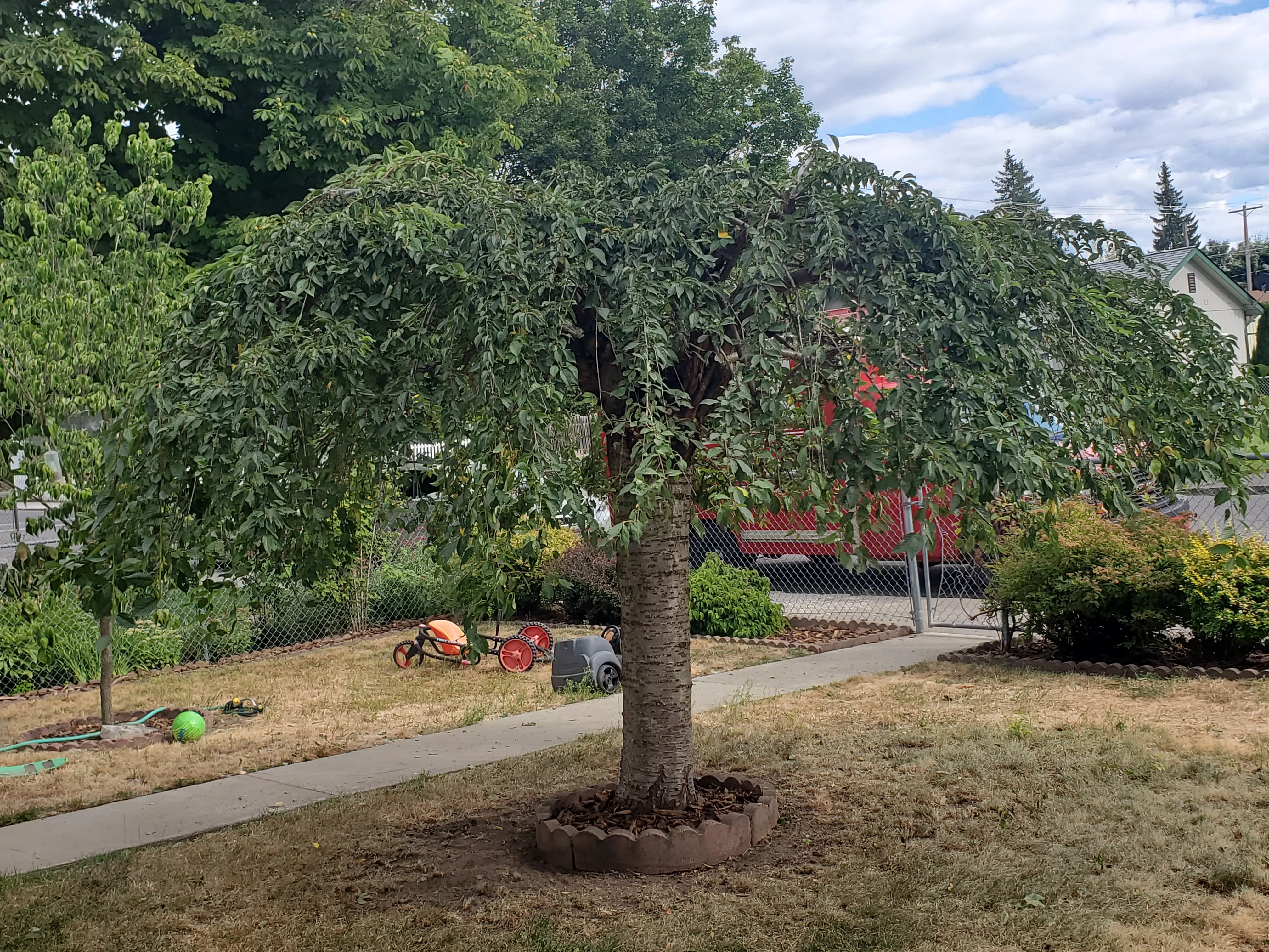 Mature tree with mulch ring in renovated residential yard with pathways and new plantings