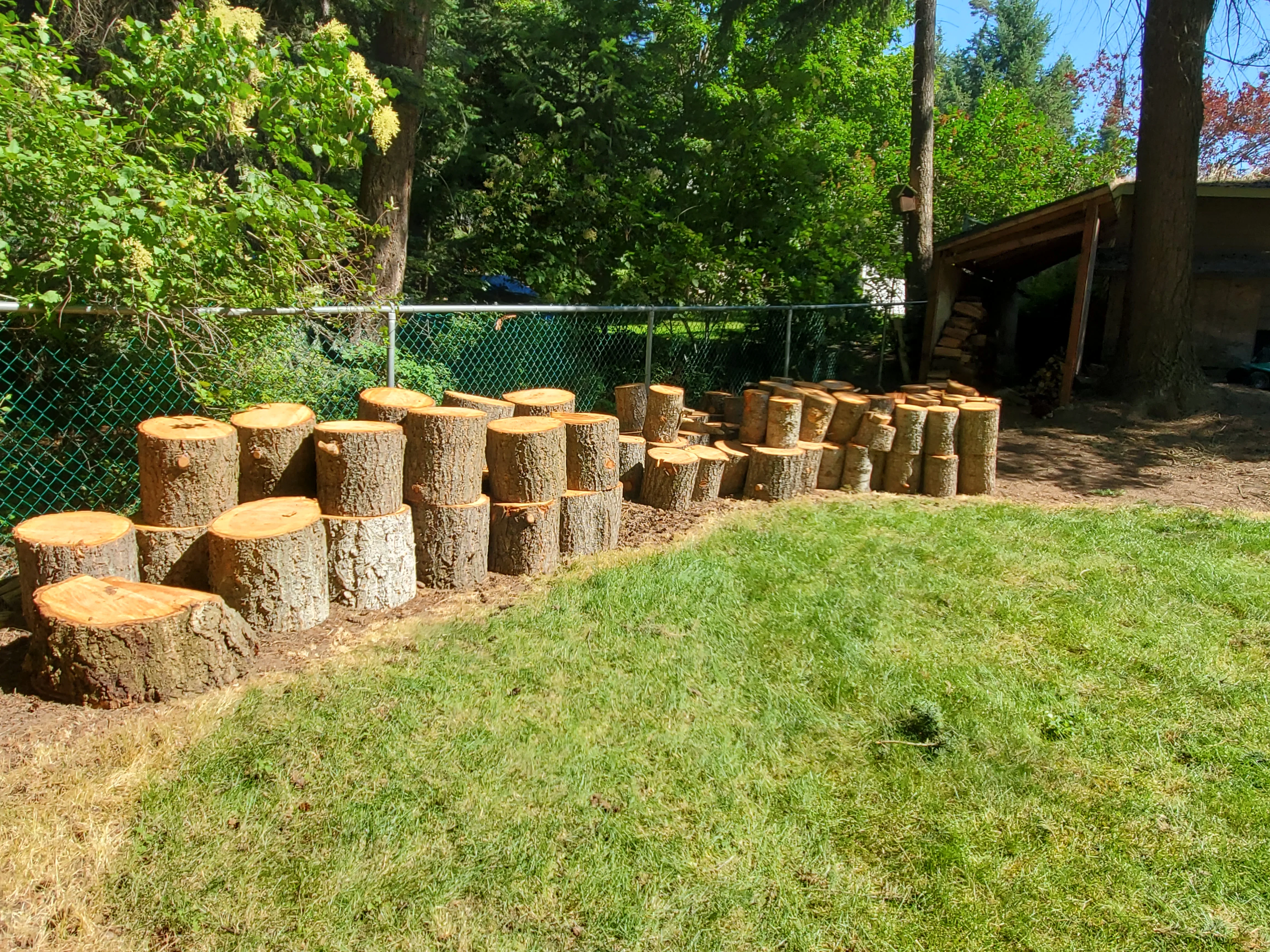 Cleared backyard with removed tree stumps arranged in rows, green lawn, and chain-link fence