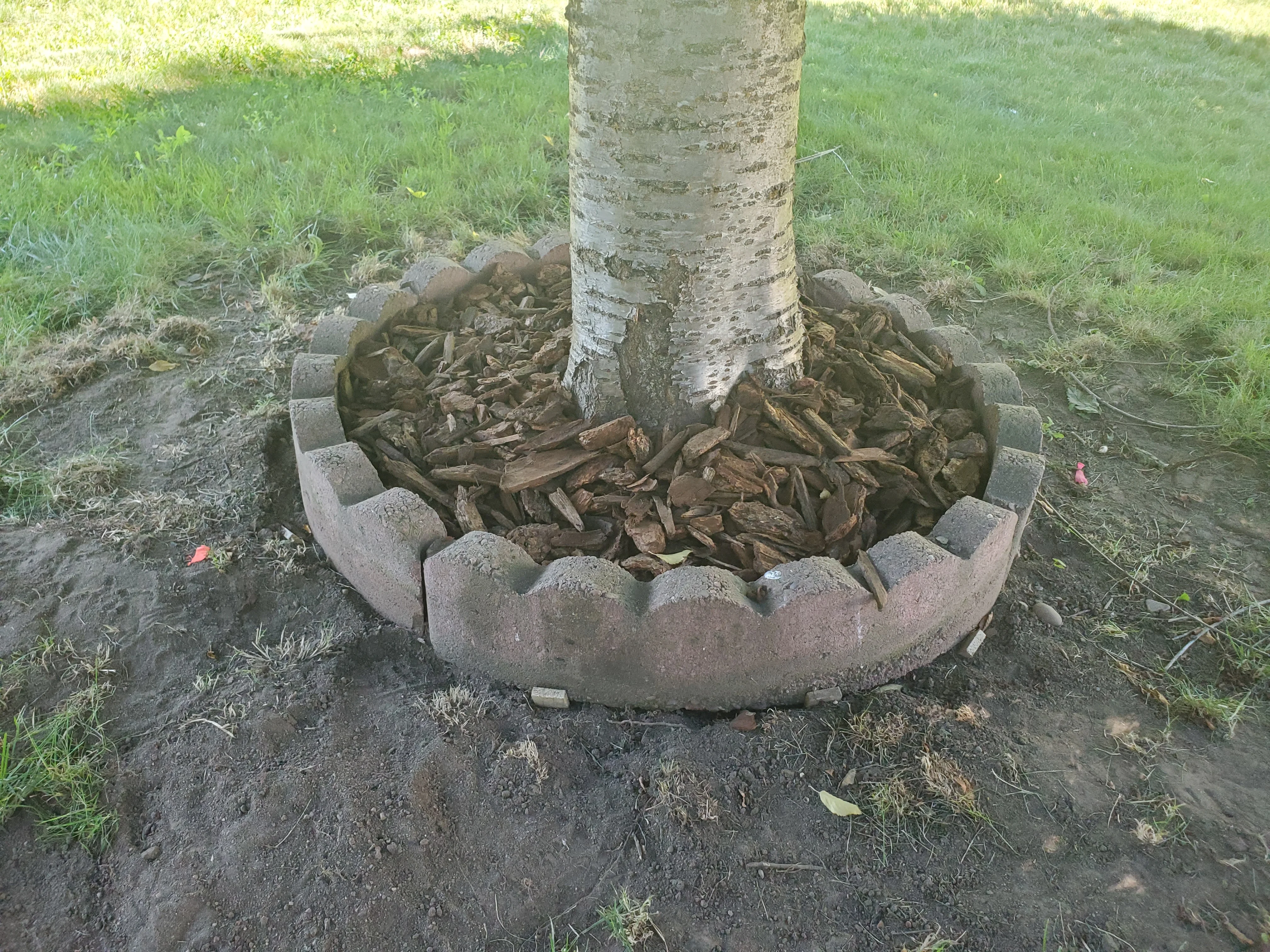 Concrete tree ring with wood chip mulch around birch tree in lawn