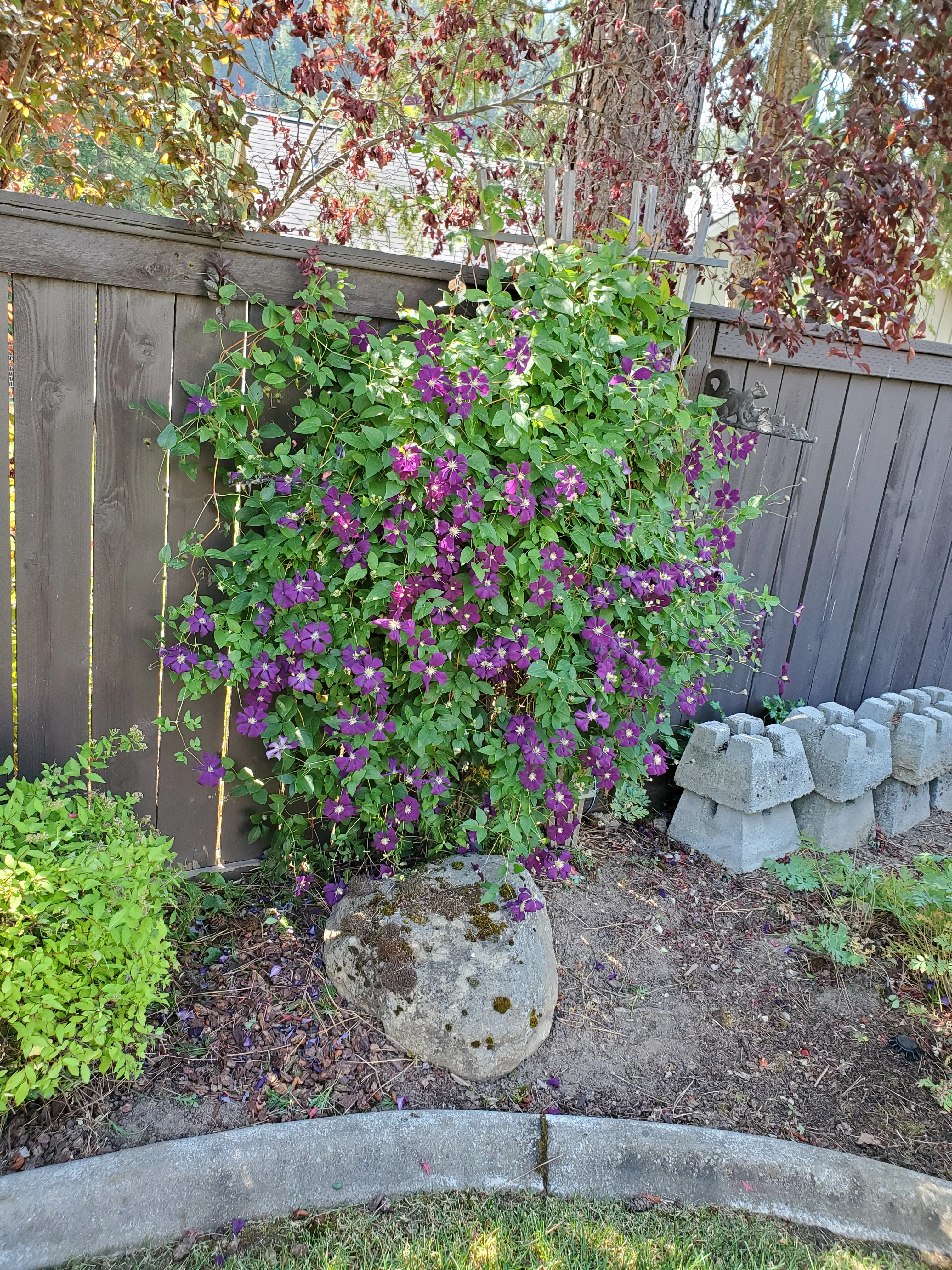 Purple clematis flowers blooming on wooden trellis with concrete block edging