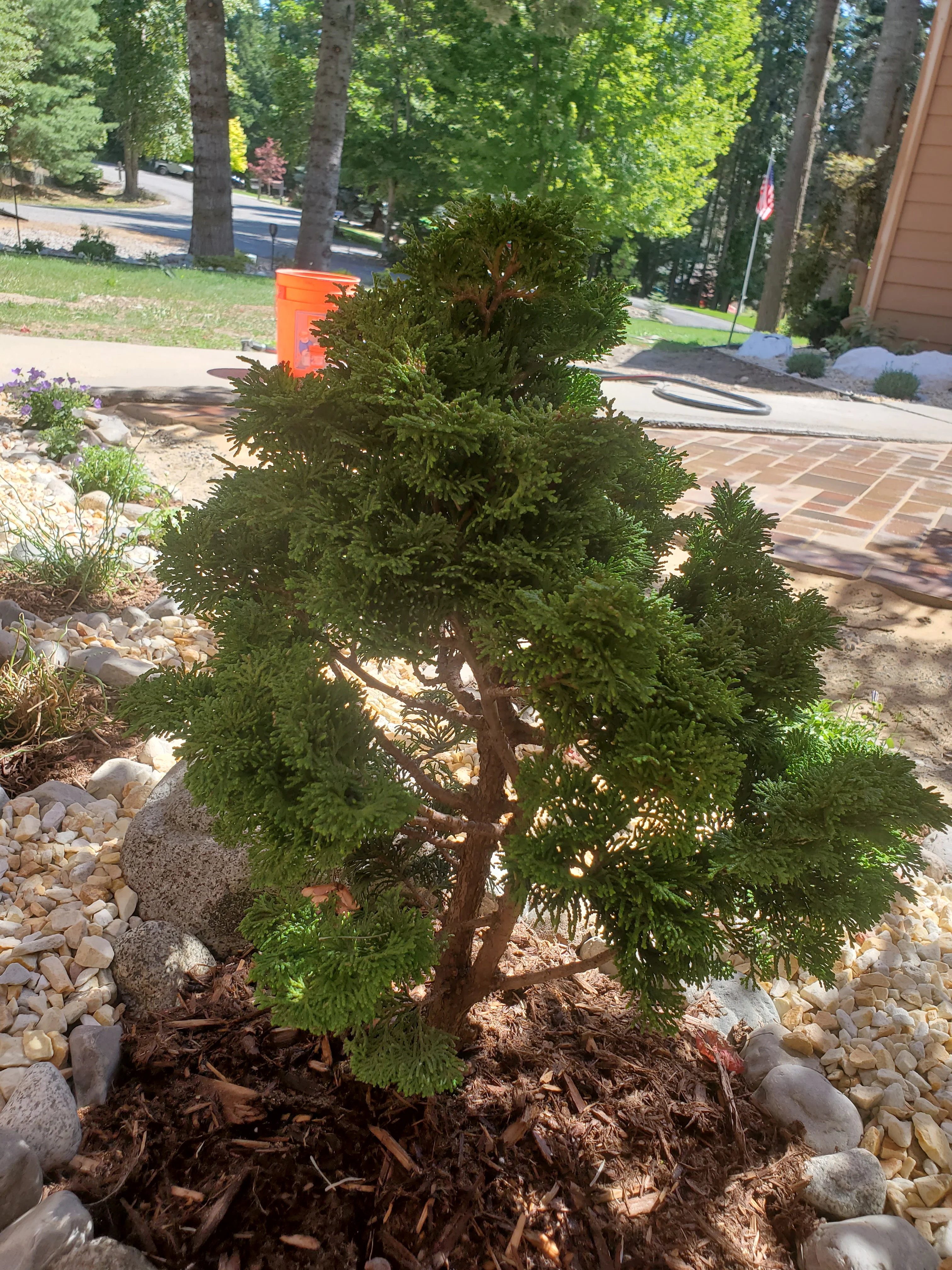 Lush green evergreen shrub in landscaped front yard with river rock and mulch