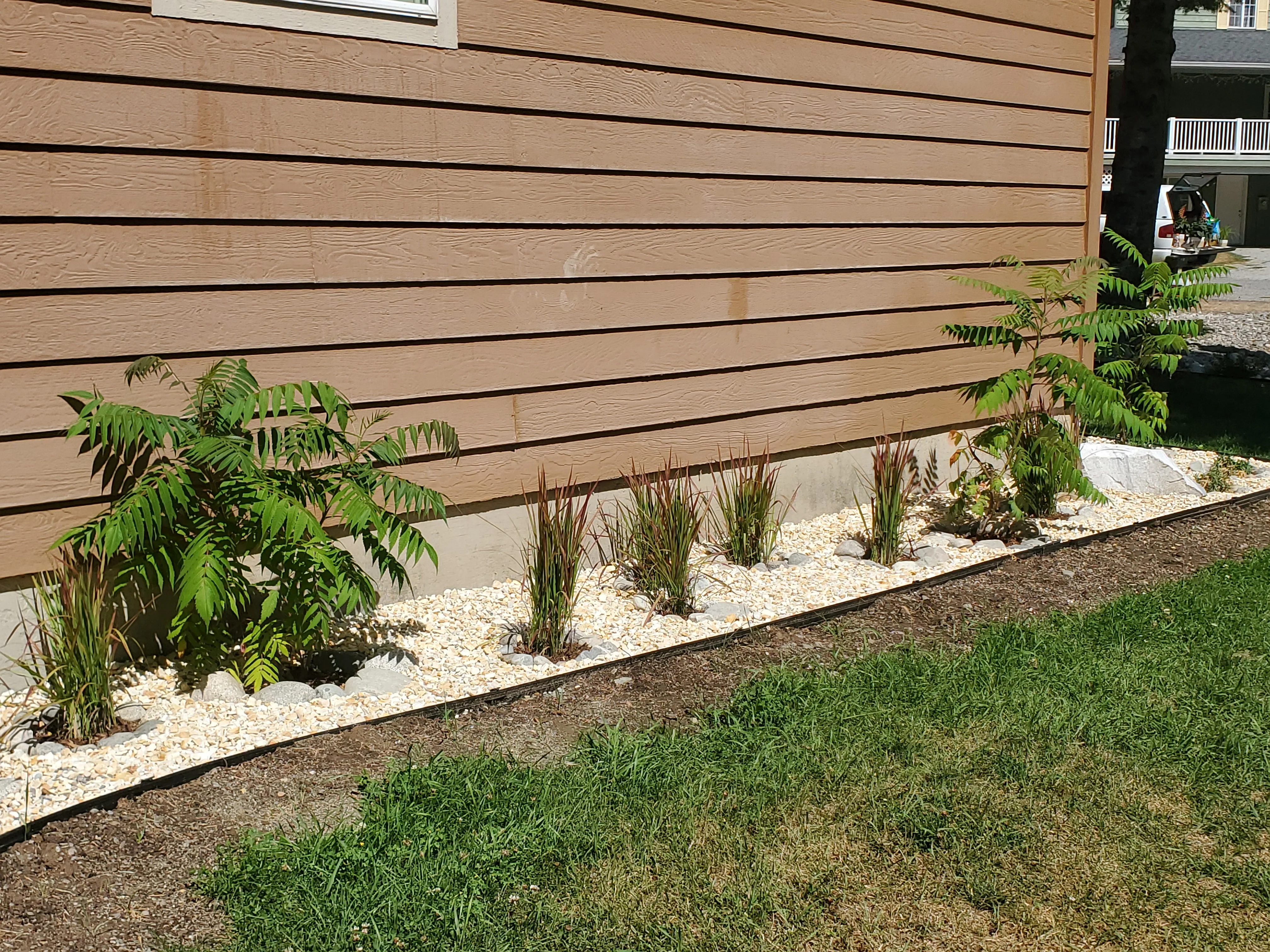 Foundation planting with ornamental grasses, tropical plants, and white rock mulch along modern home siding
