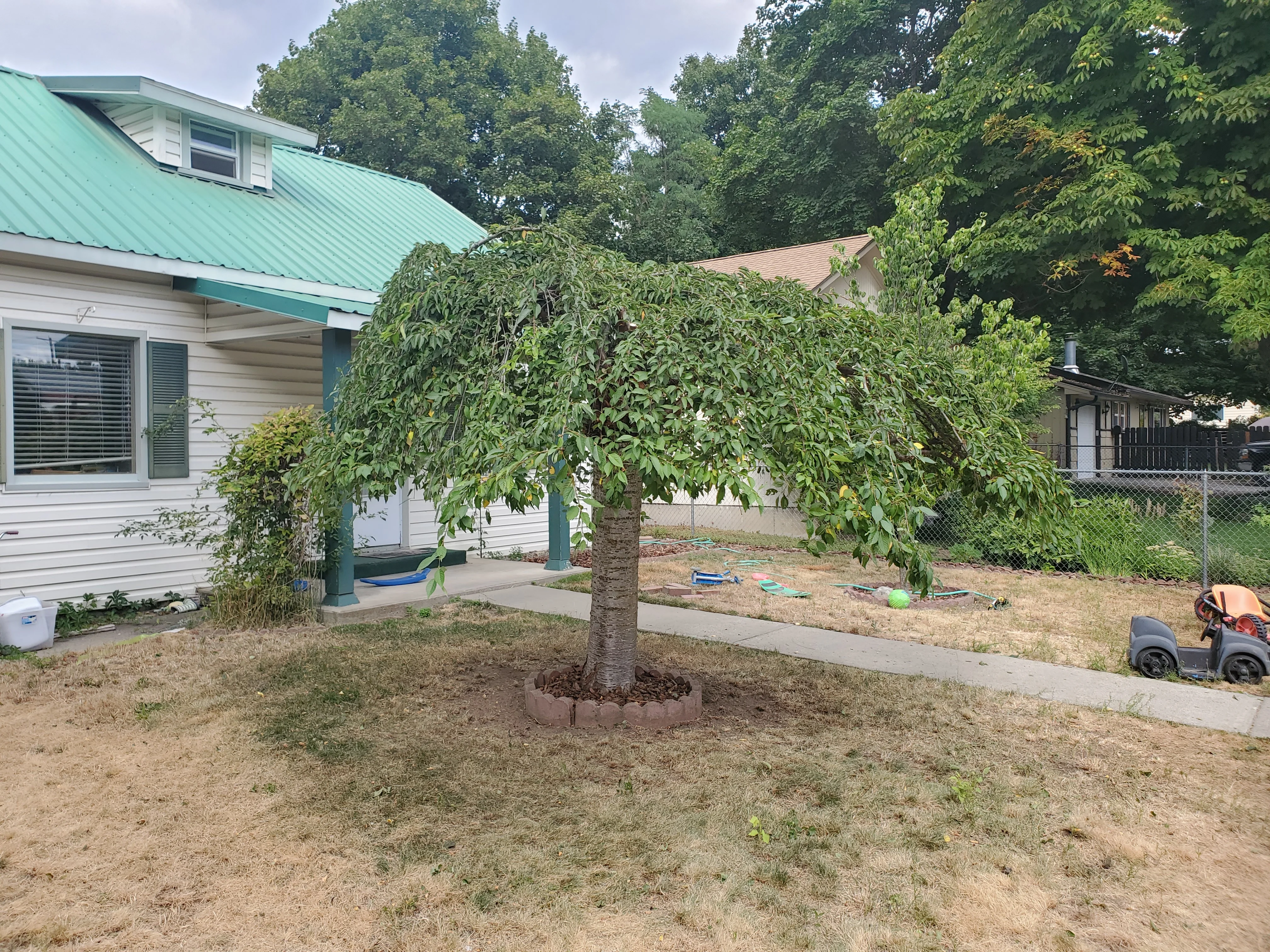 A Bee Stung Yard Care LLC crew member trimming overgrown branches from a large ponderosa pine in a residential Coeur d'Alene, Idaho backyard. Freshly cut limbs are stacked on the lawn with the tree canopy visibly opened up and shaped.